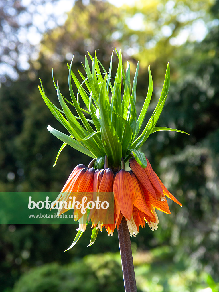 437097 - Kaiserkrone (Fritillaria imperialis)