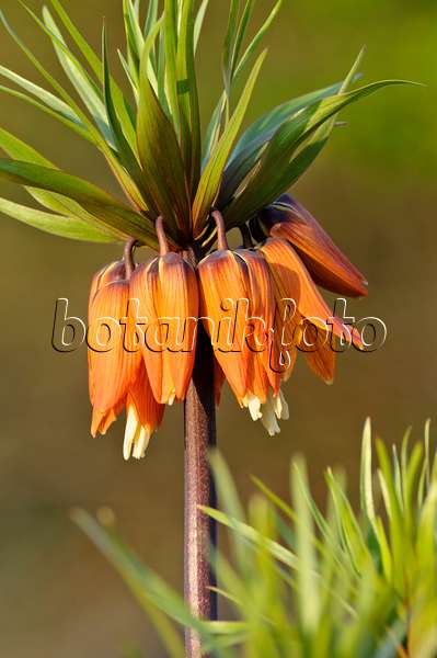 483191 - Kaiserkrone (Fritillaria imperialis)