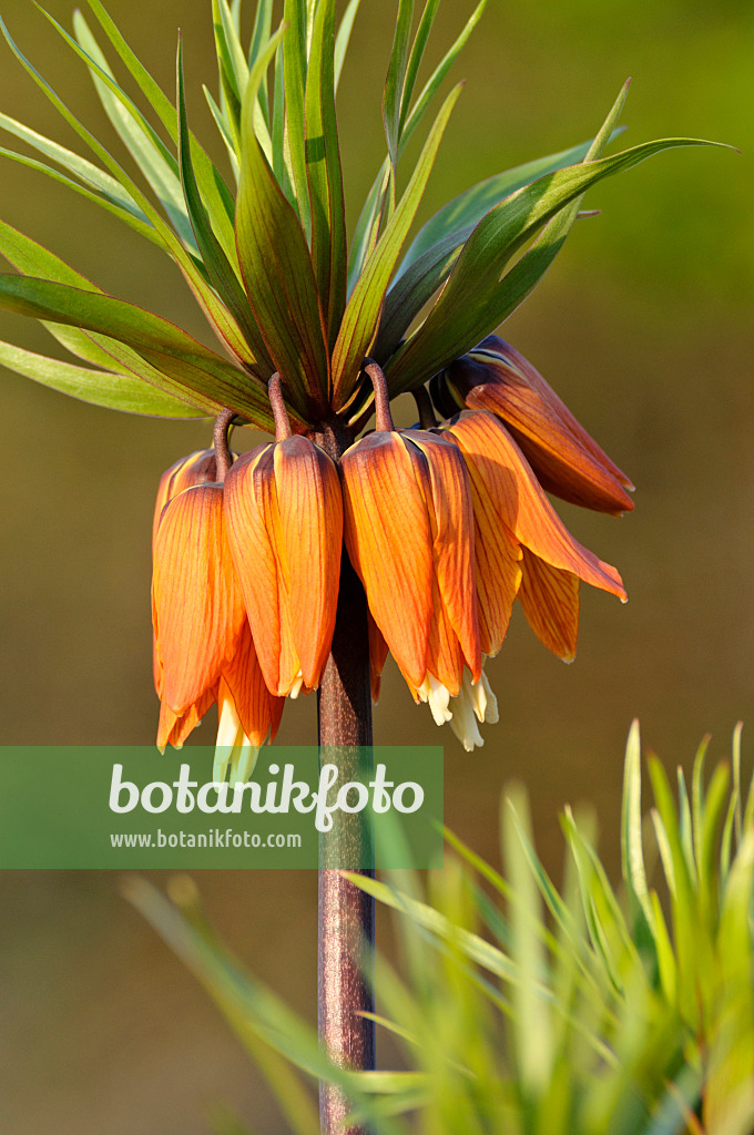 483191 - Kaiserkrone (Fritillaria imperialis)