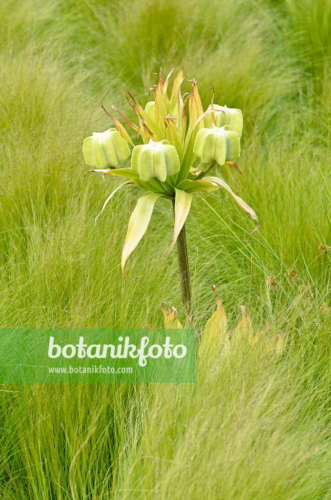 545082 - Kaiserkrone (Fritillaria imperialis)