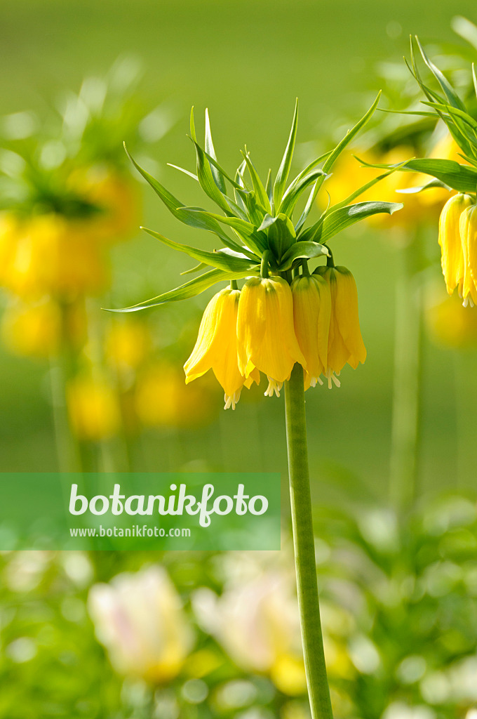 483213 - Kaiserkrone (Fritillaria imperialis 'Lutea')