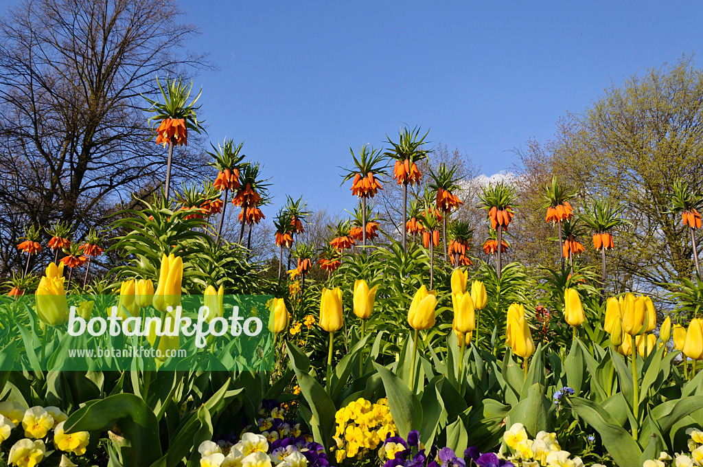 483251 - Kaiserkrone (Fritillaria imperialis), Tulpen (Tulipa) und Gartenstiefmütterchen (Viola x wittrockiana)