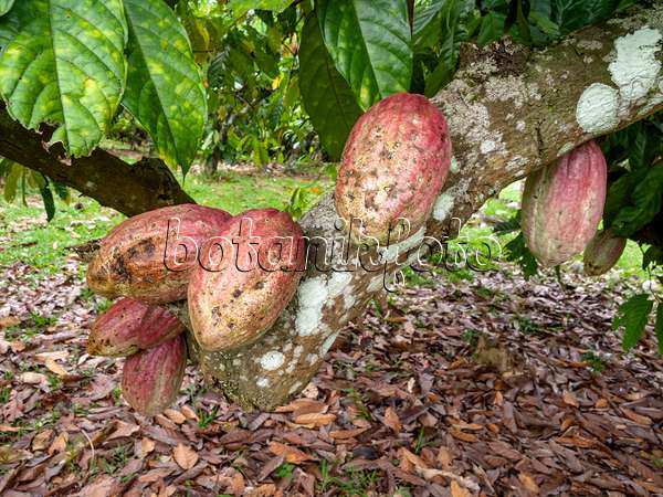 434344 - Kakaobaum (Theobroma cacao)