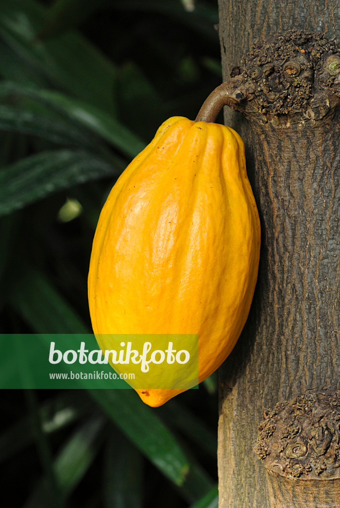 529073 - Kakaobaum (Theobroma cacao)