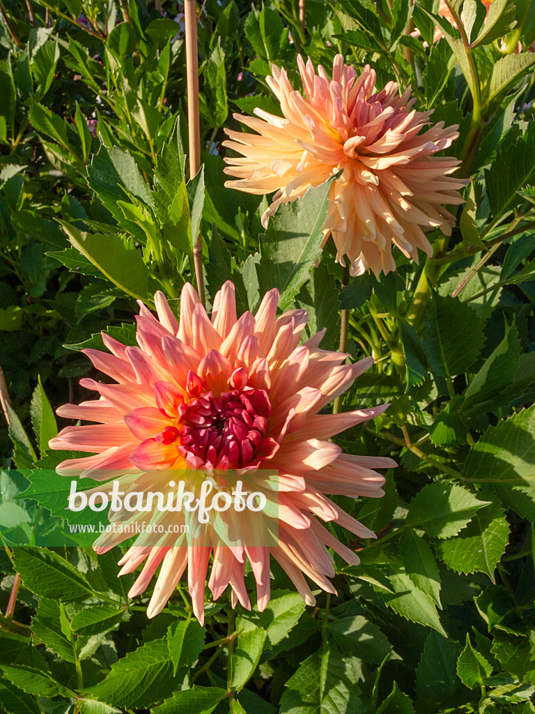 404055 - Kaktusdahlie (Dahlia Beretta)