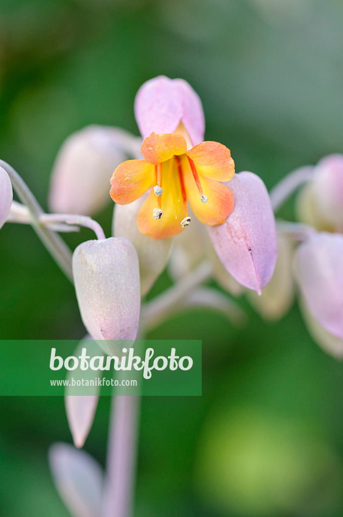 481038 - Kalanchoe fedtschenkoi