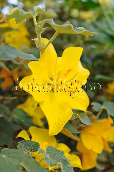 473215 - Kalifornischer Flanellstrauch (Fremontodendron californicum)