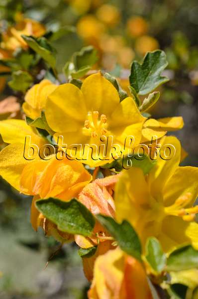 508437 - Kalifornischer Flanellstrauch (Fremontodendron californicum)