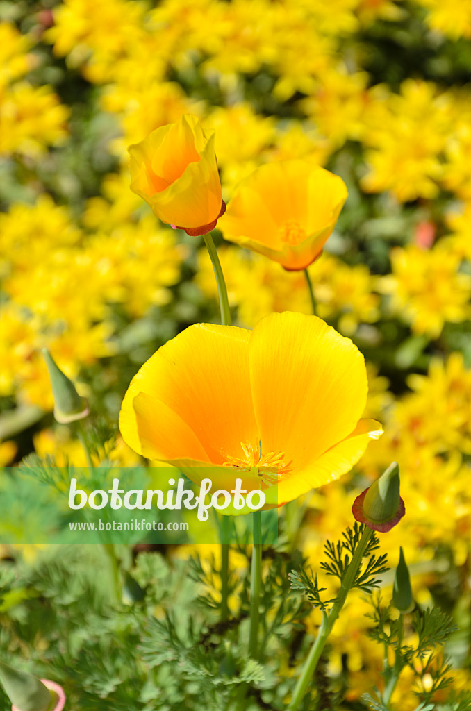 508182 - Kalifornischer Mohn (Eschscholzia californica)