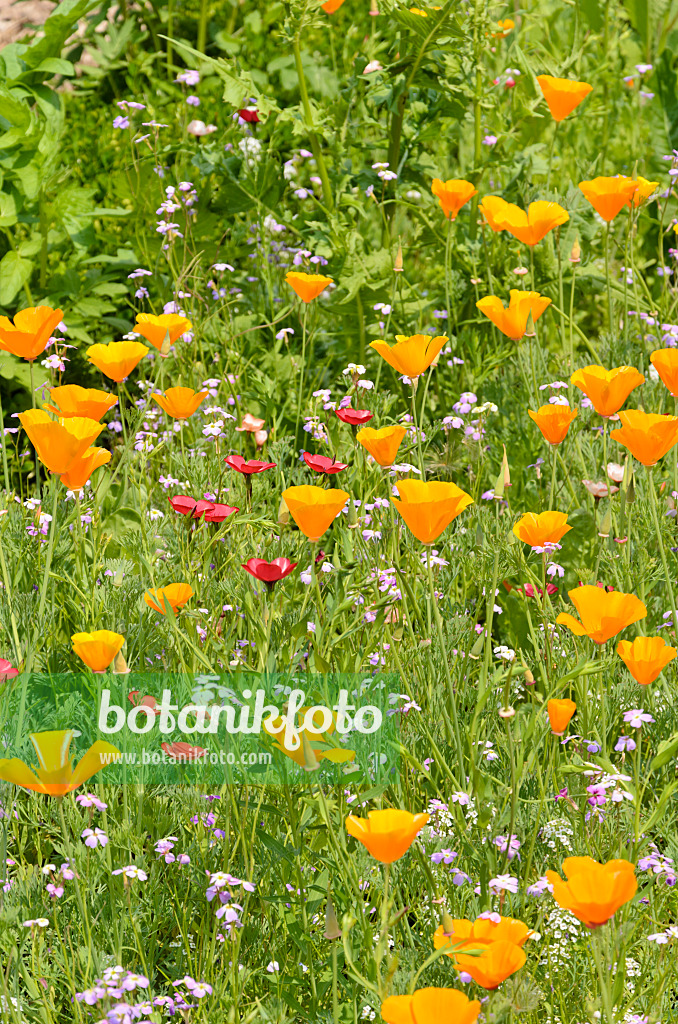 521385 - Kalifornischer Mohn (Eschscholzia californica), Gewöhnliche Kornrade (Agrostemma githago) und Großblütiger Lein (Linum grandiflorum 'Rubrum')