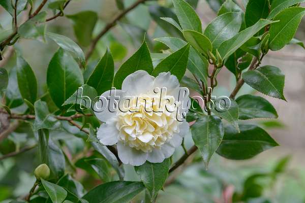 558044 - Kamelie (Camellia japonica 'Brushfield's Yellow')
