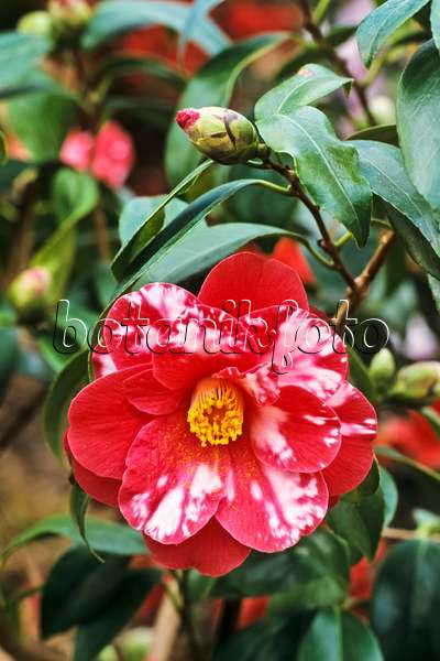 Bilder Camellia japonica 'Donckelarii' - Bilder von Pflanzen und Gärten -  botanikfoto