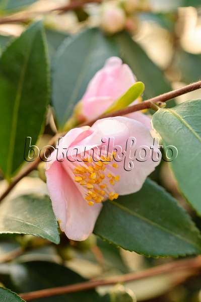 480013 - Kamelie (Camellia japonica 'Duftglöckchen')
