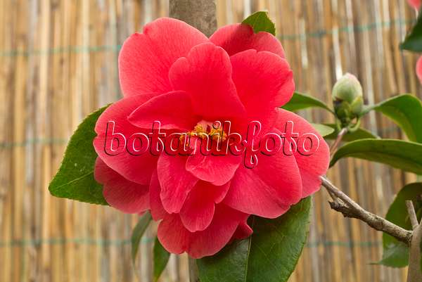 608006 - Kamelie (Camellia japonica 'Freedom Bell')