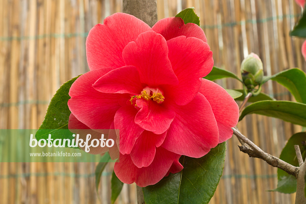 608006 - Kamelie (Camellia japonica 'Freedom Bell')