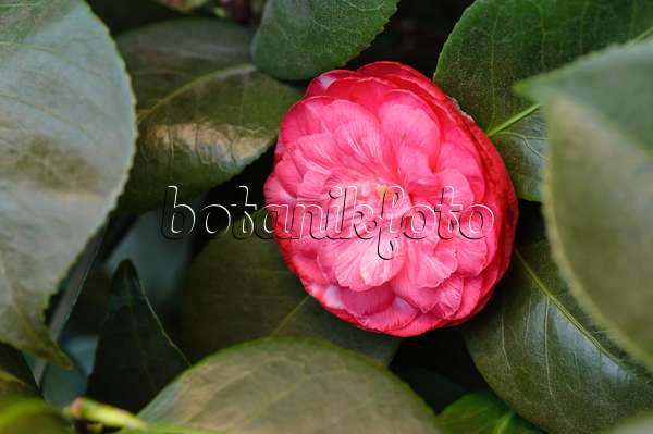 480014 - Kamelie (Camellia japonica 'Gloire de Nantes')