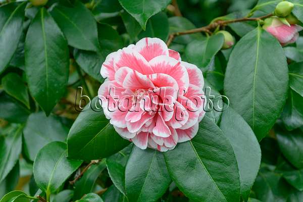 558052 - Kamelie (Camellia japonica 'Herme')