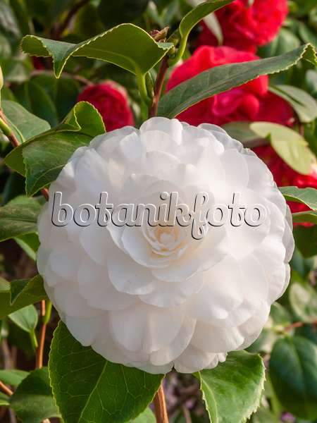 409013 - Kamelie (Camellia japonica 'Königsbrück')