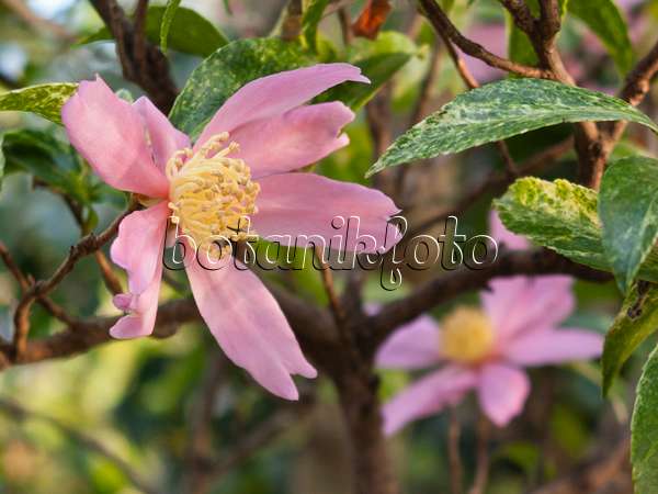 419004 - Kamelie (Camellia sasanqua 'Variegata')