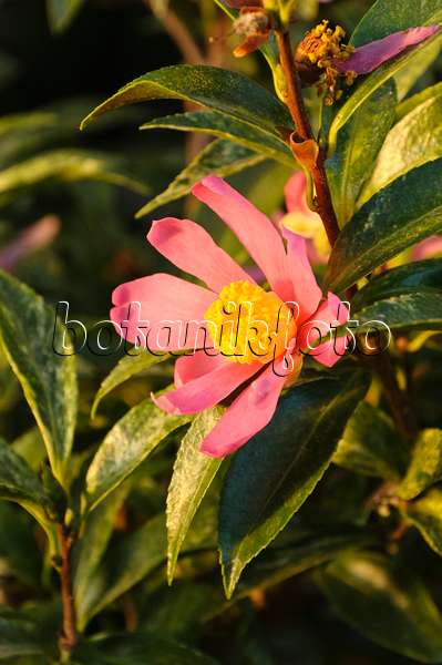 467080 - Kamelie (Camellia sasanqua 'Variegata')