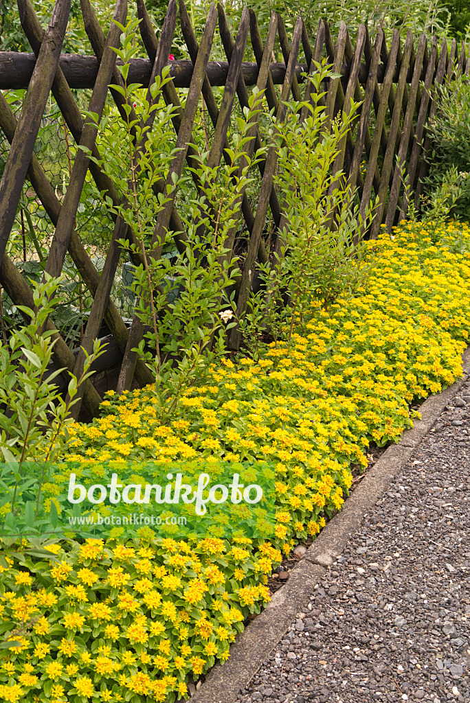 545178 - Kamtschatka-Fetthenne (Sedum kamtschaticum var. floriferum 'Weihenstephaner Gold' syn. Phedimus kamtschaticus var. floriferum 'Weihenstephaner Gold')