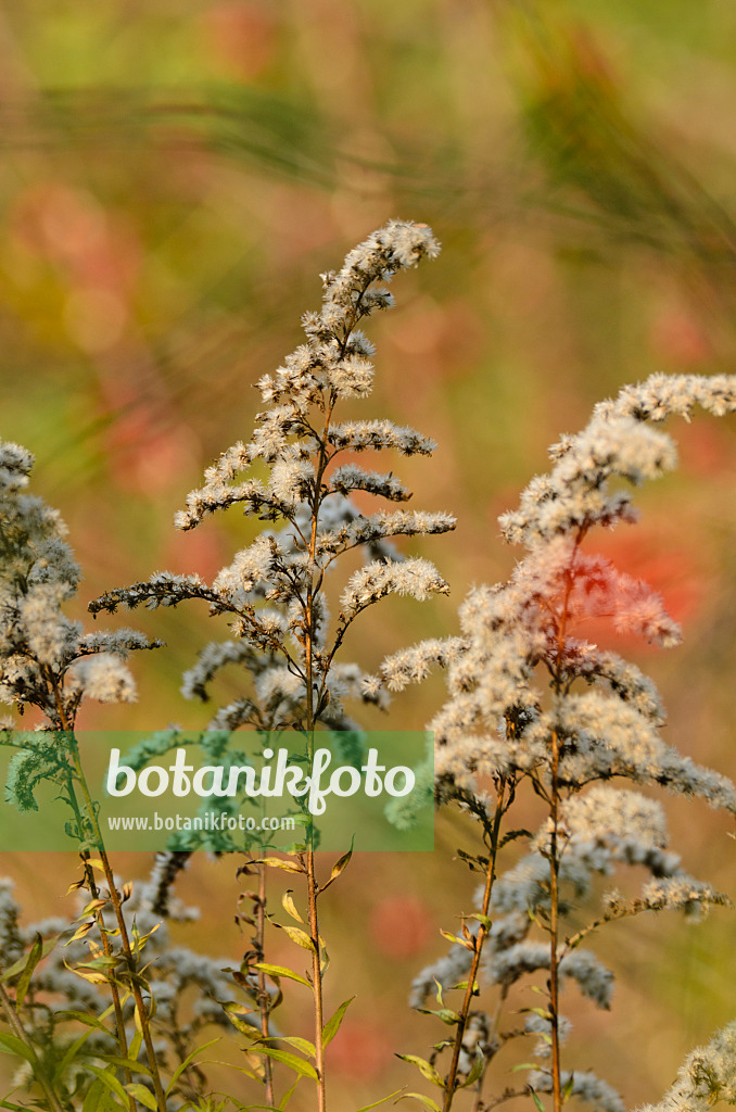 501196 - Kanadische Goldrute (Solidago canadensis)