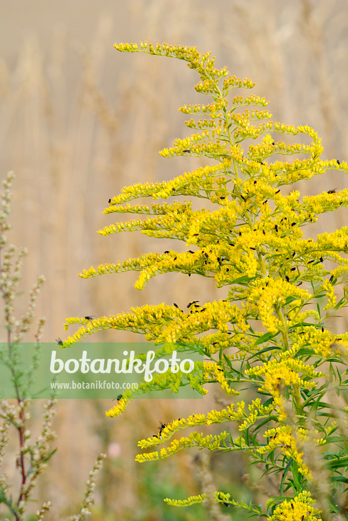 523291 - Kanadische Goldrute (Solidago canadensis)