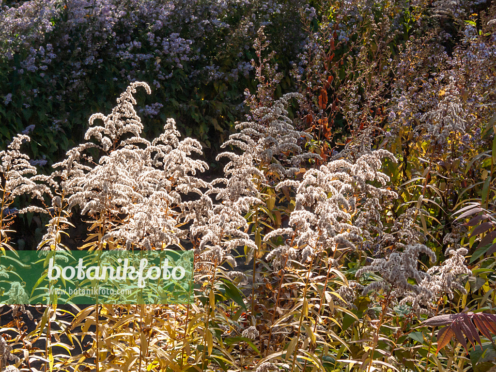 406038 - Kanadische Goldrute (Solidago canadensis var. scabra)