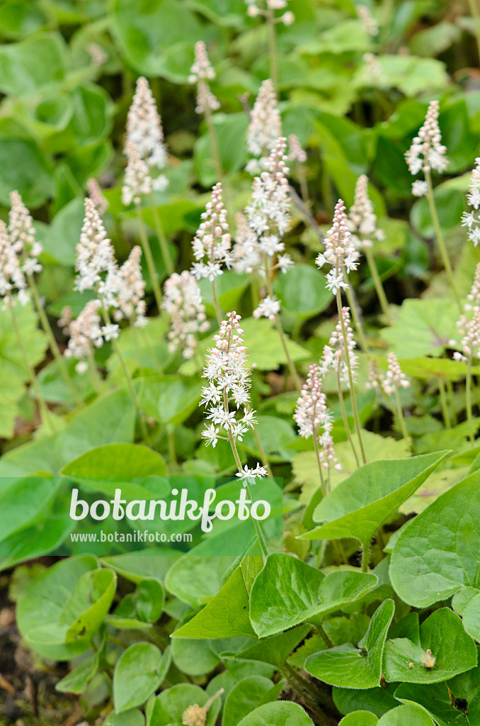 556008 - Kanadisches Schattenblümchen (Maianthemum canadense)