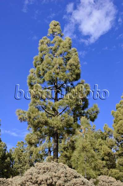 564181 - Kanarenkiefer (Pinus canariensis), Gran Canaria, Spanien
