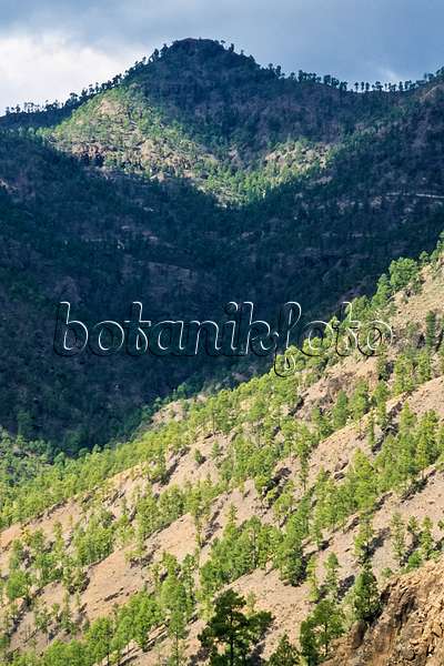 397024 - Kanarenkiefer (Pinus canariensis), Naturschutzgebiet Pilancones, Gran Canaria, Spanien