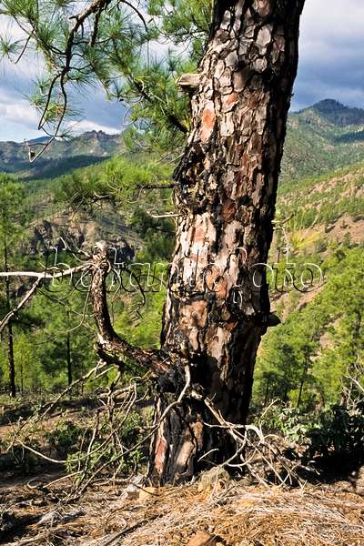 397029 - Kanarenkiefer (Pinus canariensis), Naturschutzgebiet Pilancones, Gran Canaria, Spanien