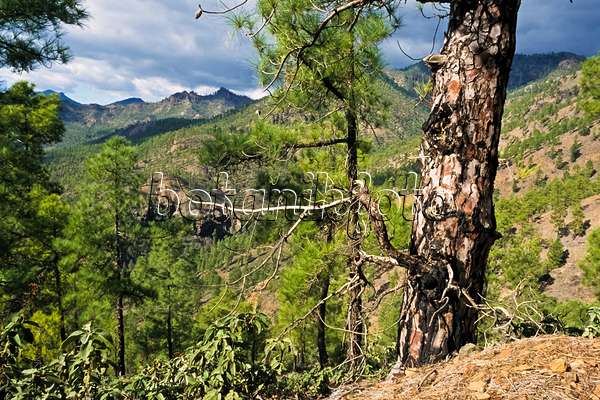 397030 - Kanarenkiefer (Pinus canariensis), Naturschutzgebiet Pilancones, Gran Canaria, Spanien