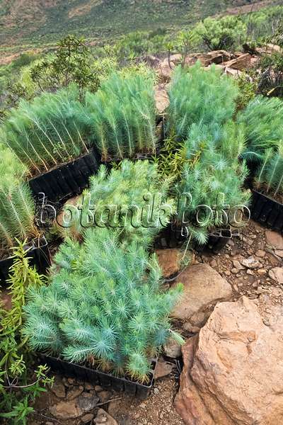 397032 - Kanarenkiefer (Pinus canariensis), Naturschutzgebiet Pilancones, Gran Canaria, Spanien