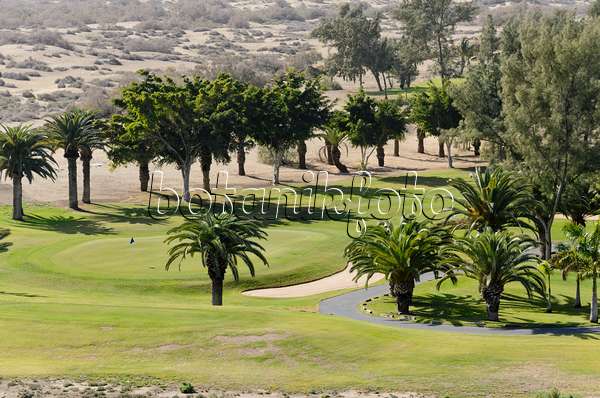 564046 - Kanarische Dattelpalmen (Phoenix canariensis) auf einem Golfplatz, Maspalomas, Gran Canaria, Spanien