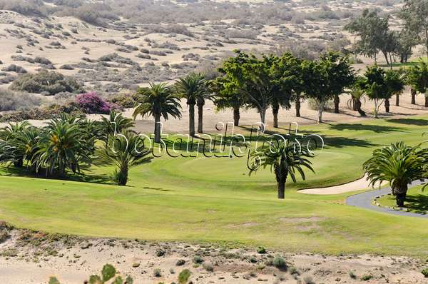 564047 - Kanarische Dattelpalmen (Phoenix canariensis) auf einem Golfplatz, Maspalomas, Gran Canaria, Spanien