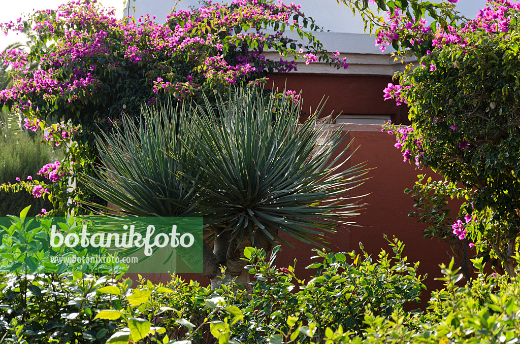 564054 - Kanarischer Drachenbaum (Dracaena draco) und Drillingsblume (Bougainvillea)