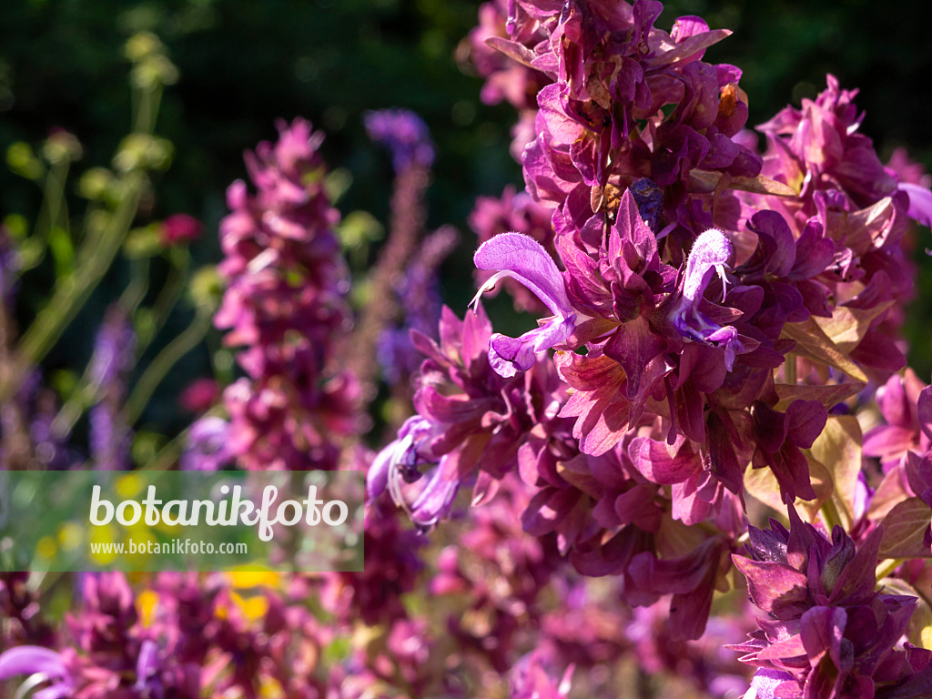 439284 - Kanarischer Salbei (Salvia canariensis)