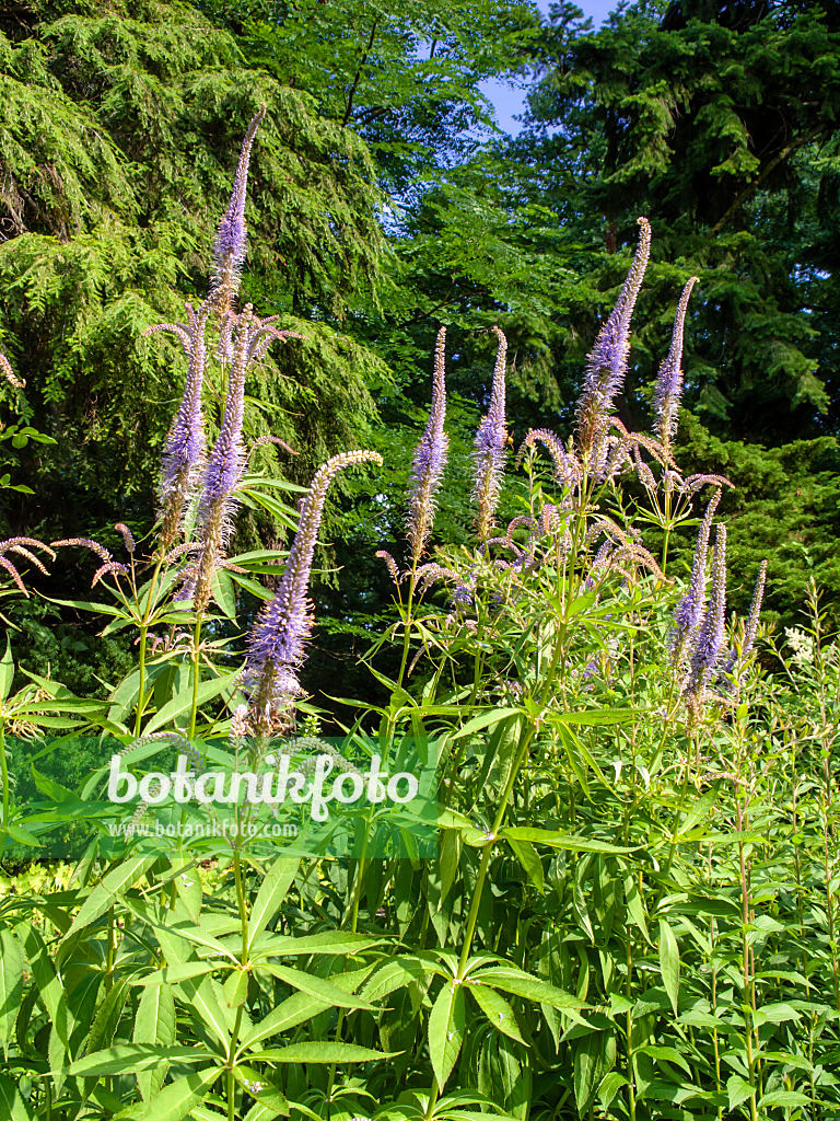 439012 - Kandelaberehrenpreis (Veronicastrum virginicum 'Temptation' syn. Veronica virginica 'Temptation')