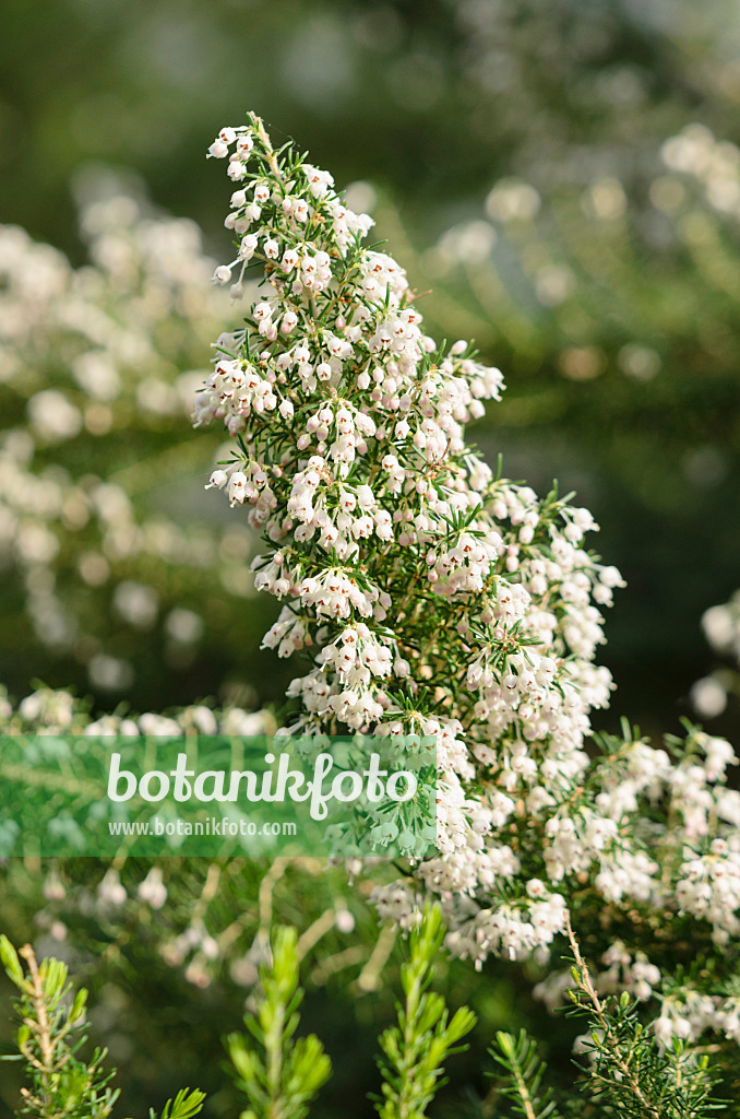 529075 - Kapheide (Erica curvirostris)