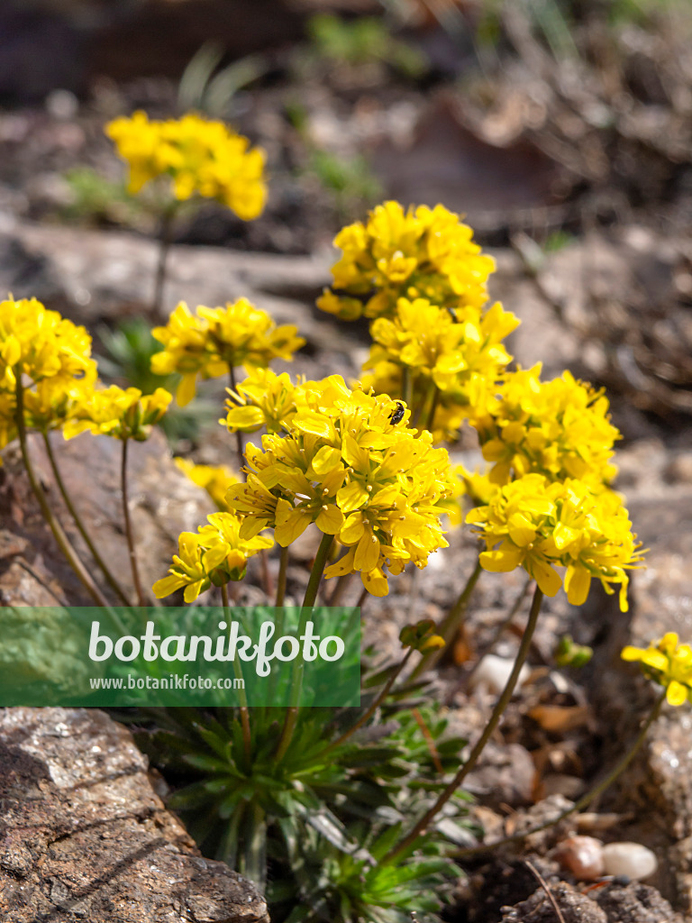 436129 - Karpaten-Felsenblümchen (Draba lasiocarpa)