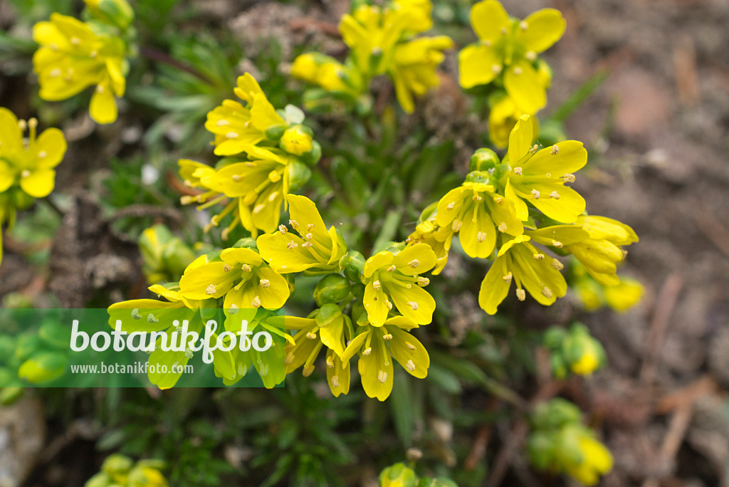 608020 - Karpaten-Felsenblümchen (Draba lasiocarpa)