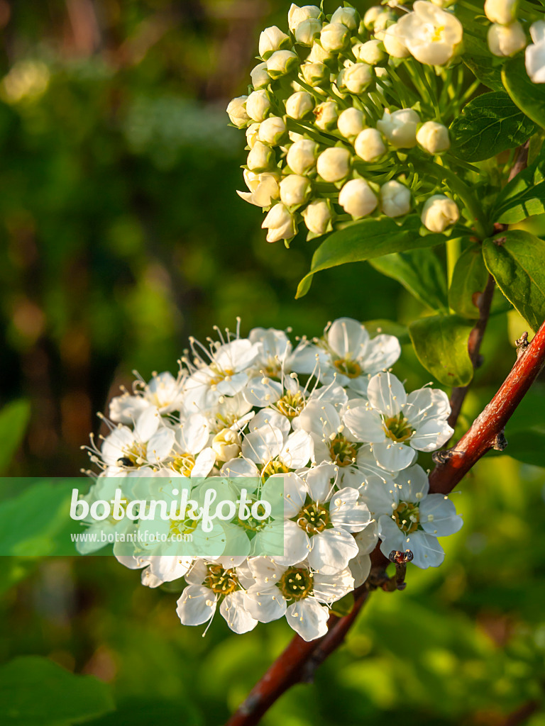 459029 - Karpaten-Spierstrauch (Spiraea media)