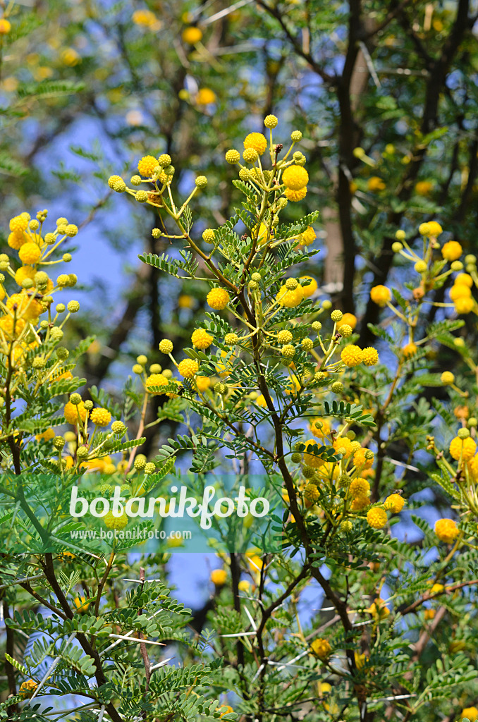 523152 - Karroo-Akazie (Acacia karroo)