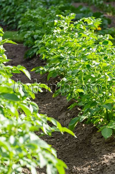 485118 - Kartoffel (Solanum tuberosum)