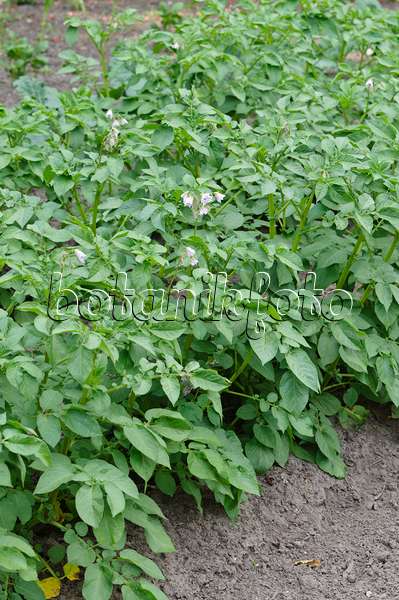 485120 - Kartoffel (Solanum tuberosum)