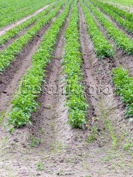 485159 - Kartoffel (Solanum tuberosum)