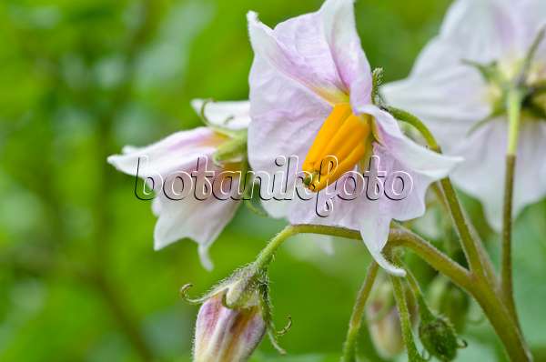 498332 - Kartoffel (Solanum tuberosum)
