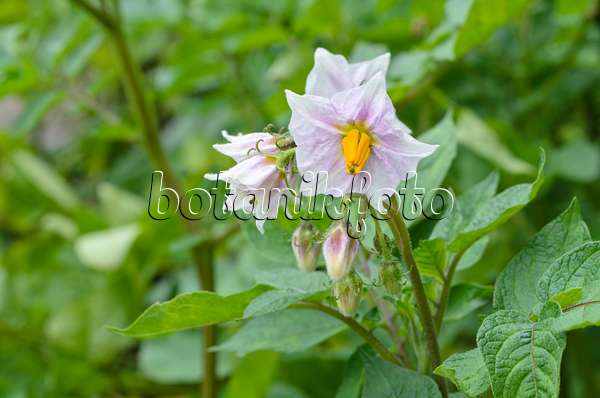 498333 - Kartoffel (Solanum tuberosum)