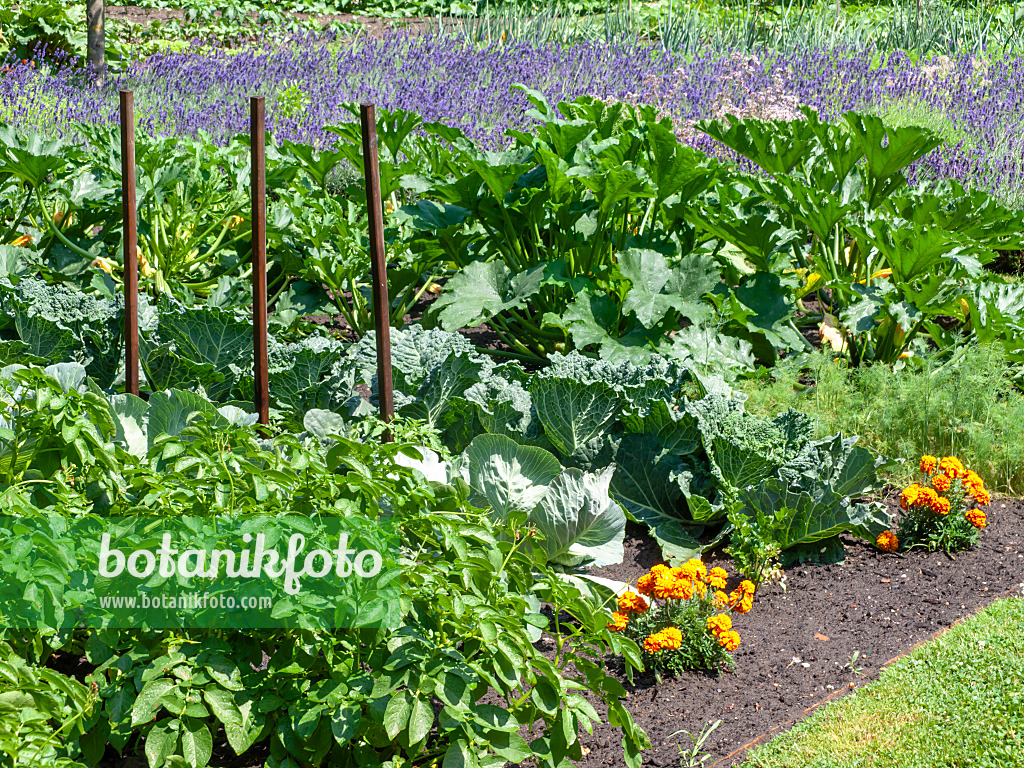 486248 - Kartoffel (Solanum tuberosum), Wirsingkohl (Brassica oleracea var. sabauda), Zucchini (Cucurbita pepo convar. giromontiina) und Studentenblume (Tagetes)